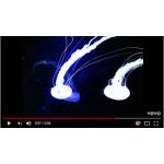 04-01-2018 - sonymusic - louka - video.png